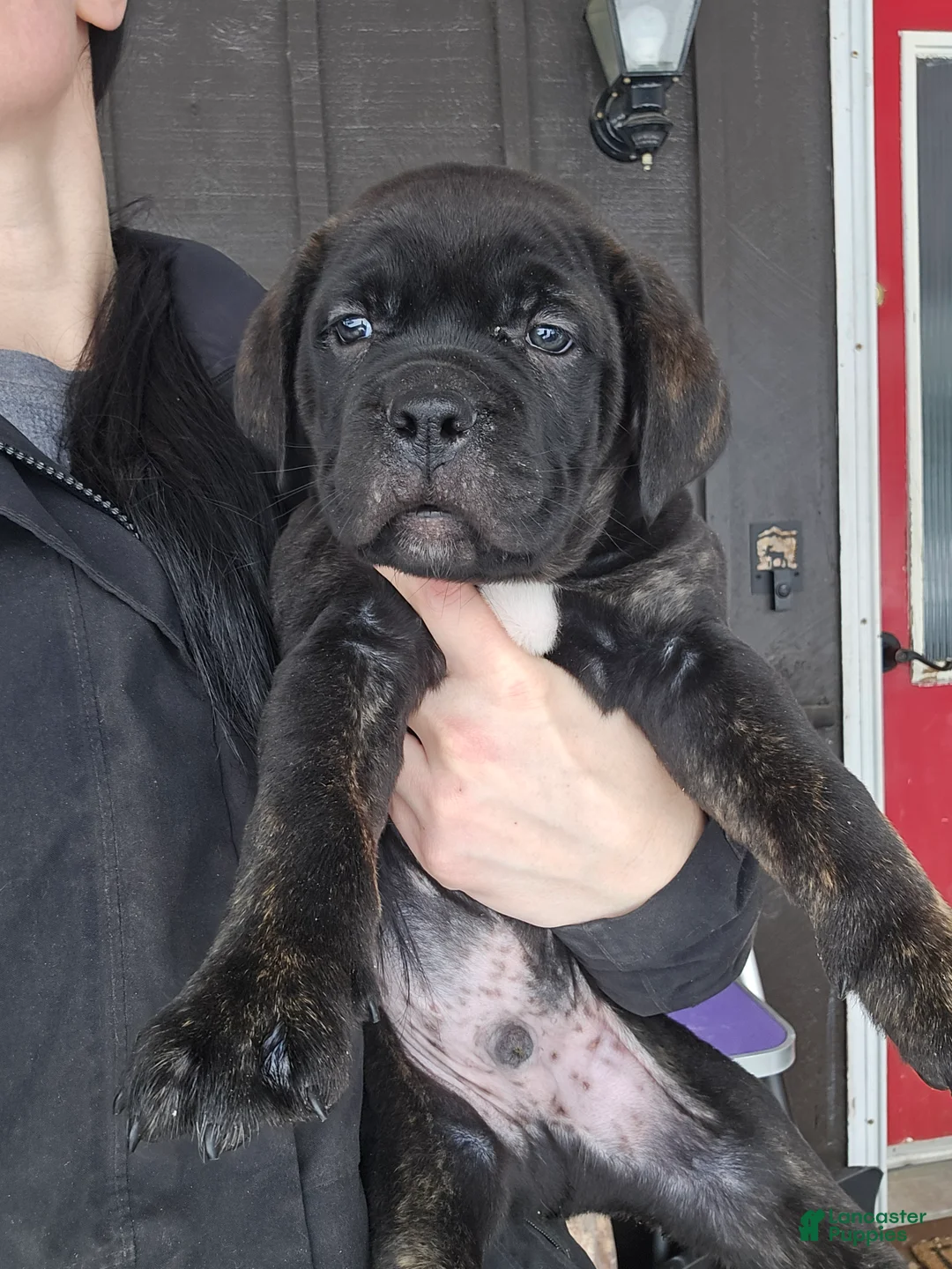Cane Corso dogs for sale: Luigi  - Ad 1