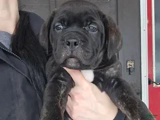 Cane Corso dogs Luigi - Ad 11