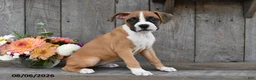 Boxer dogs for sale: Chloe - Ad 3