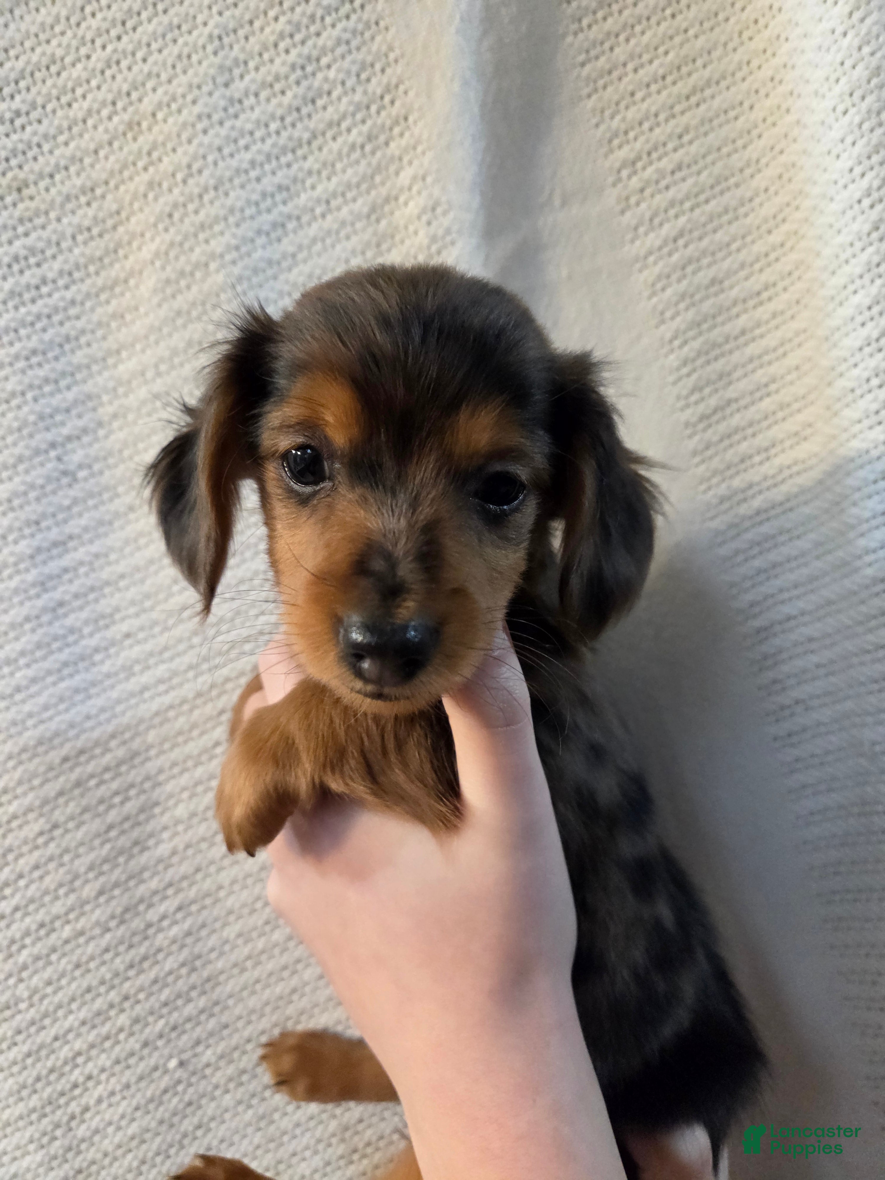 Miniature Dachshund dogs Miniature Dachshund Puppy 4 - Ad 21