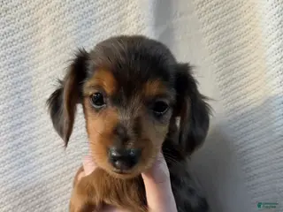 Miniature Dachshund dogs Miniature Dachshund Puppy 4 - Ad 5