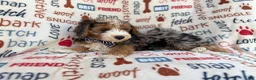 Mini Aussiedoodle dogs for sale: Otto - Ad 6