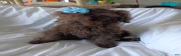 Labradoodle dogs for sale: Jolly - Ad 6
