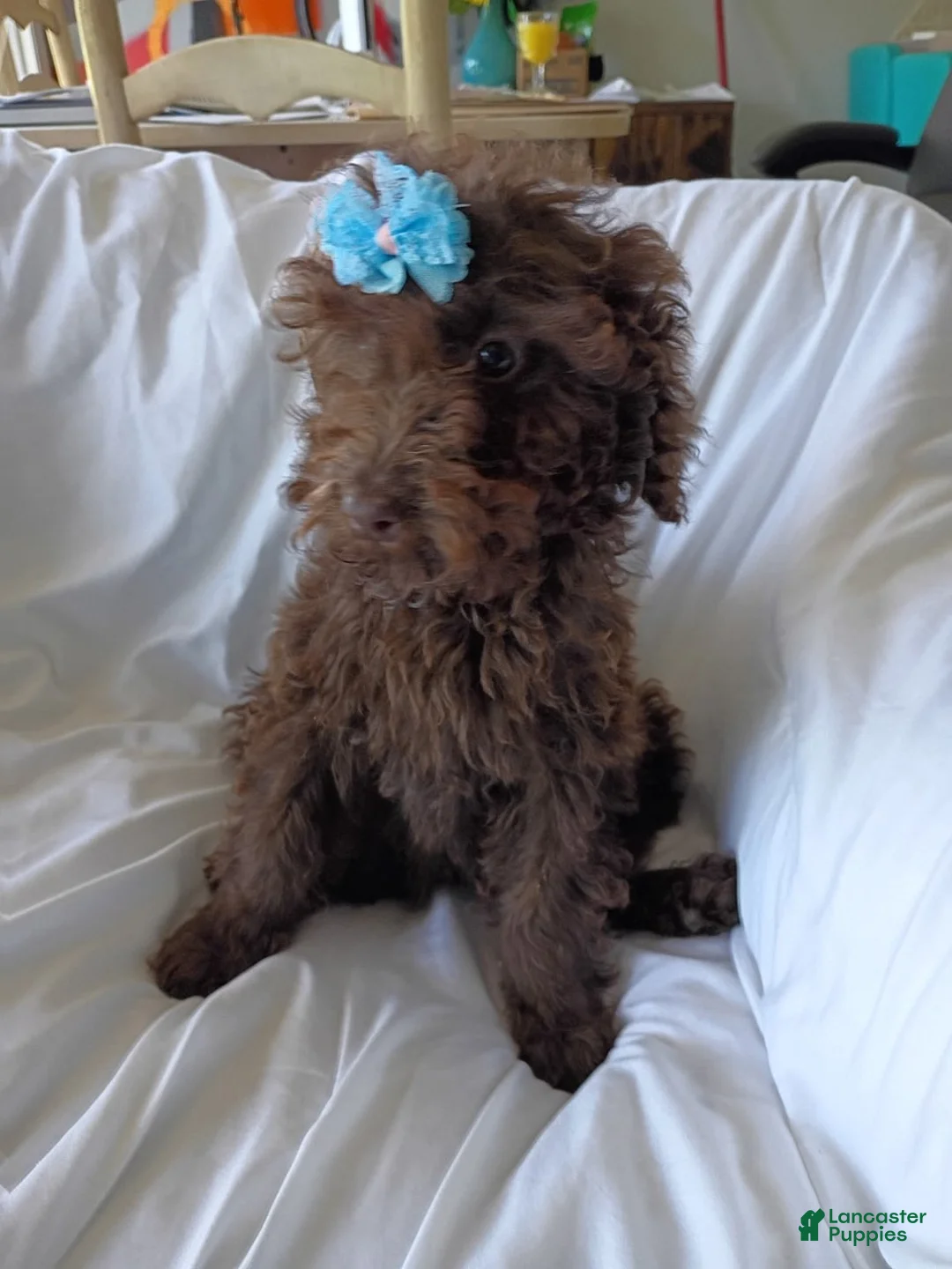 Labradoodle dogs for sale: Jolly - Ad 6