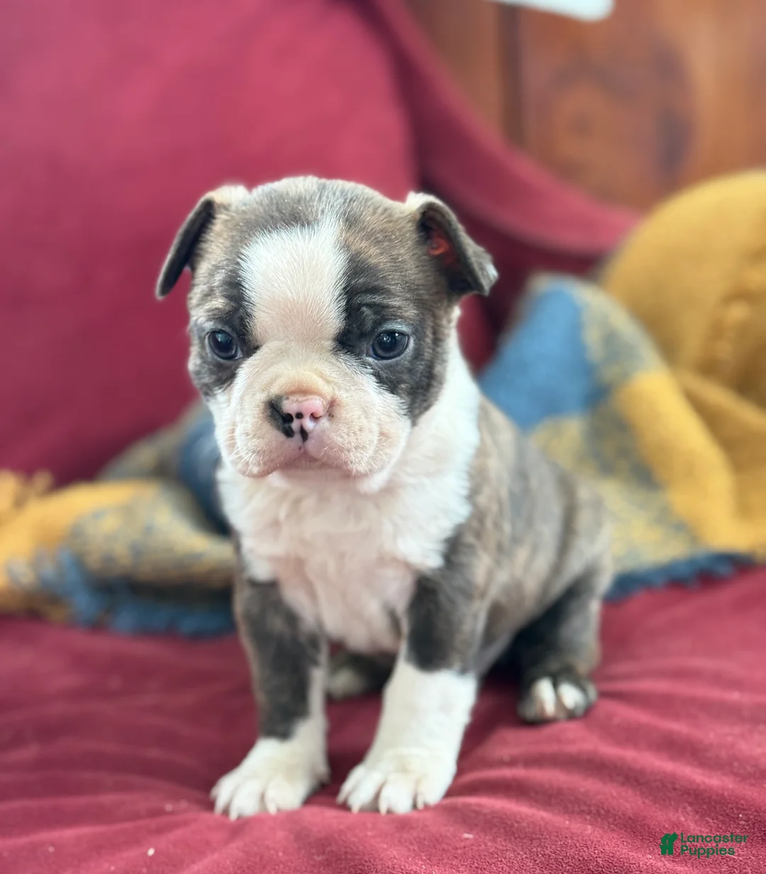Boston Terrier dogs for sale: Benji - Ad 10