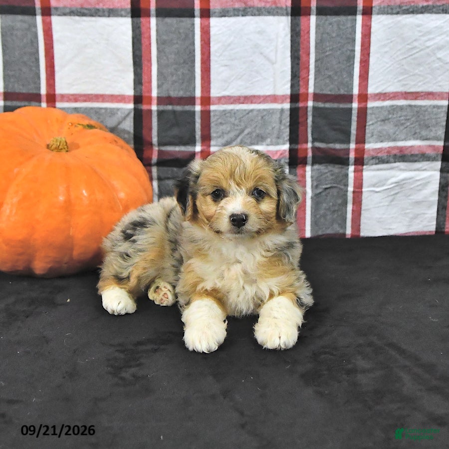 Mini Aussiedoodle dogs Dayci - Ad 1