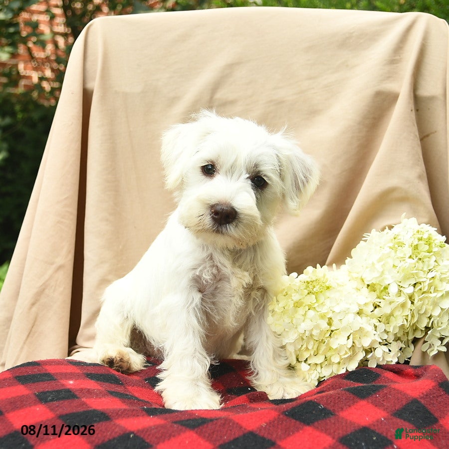 Miniature Schnauzer dogs Lilah  - Ad 1