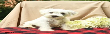 Lilah 