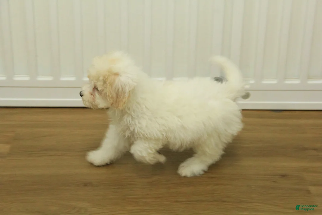 Bichpoo dogs for sale: Ruth - Ad 3