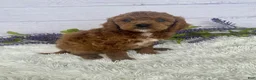 Miniature Poodle dogs for sale: Teddy - Ad 4