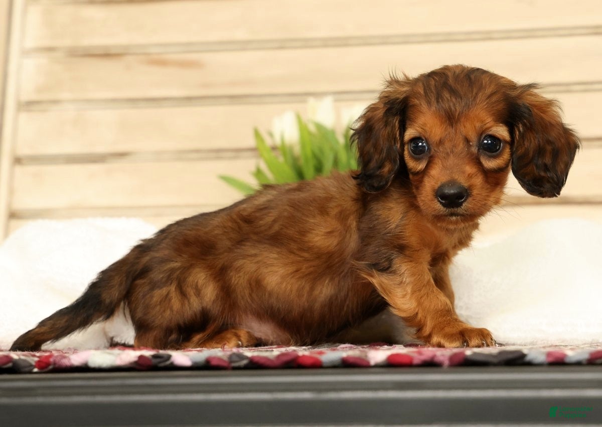 Miniature Dachshund dogs Gizmo - Ad 1