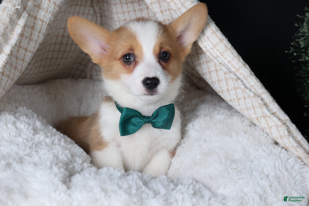 Welsh Corgi Pembroke dogs for sale: Hunter - Ad 19