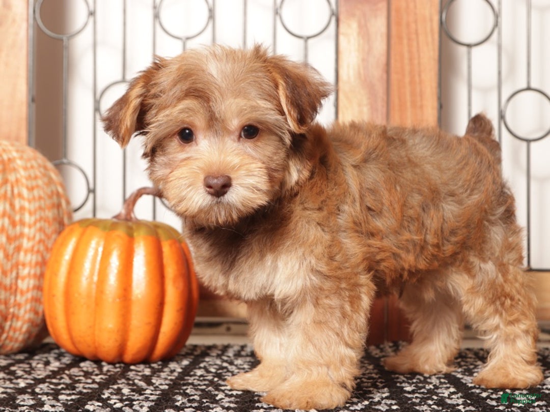 Yorkiepoo dogs for sale: Guppy Make Yorkiepoo Puppy - Ad 3