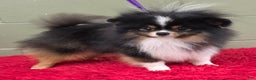 Pomeranian dogs for sale: Yvonne   - Ad 4