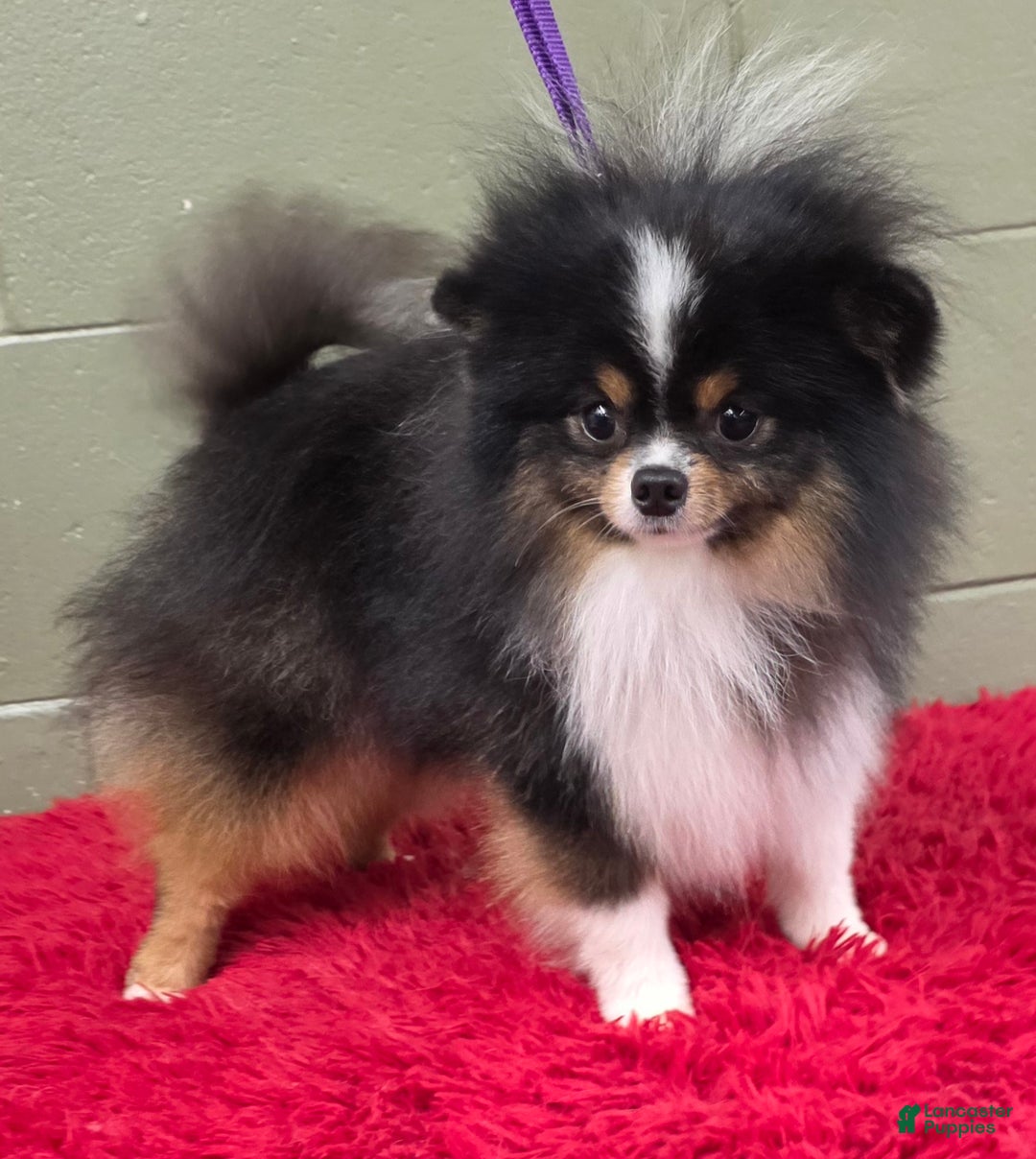 Pomeranian dogs for sale: Yvonne   - Ad 4