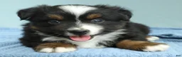 Miniature Australian Shepherd dogs for sale: Cedar 🌳 - Ad 6