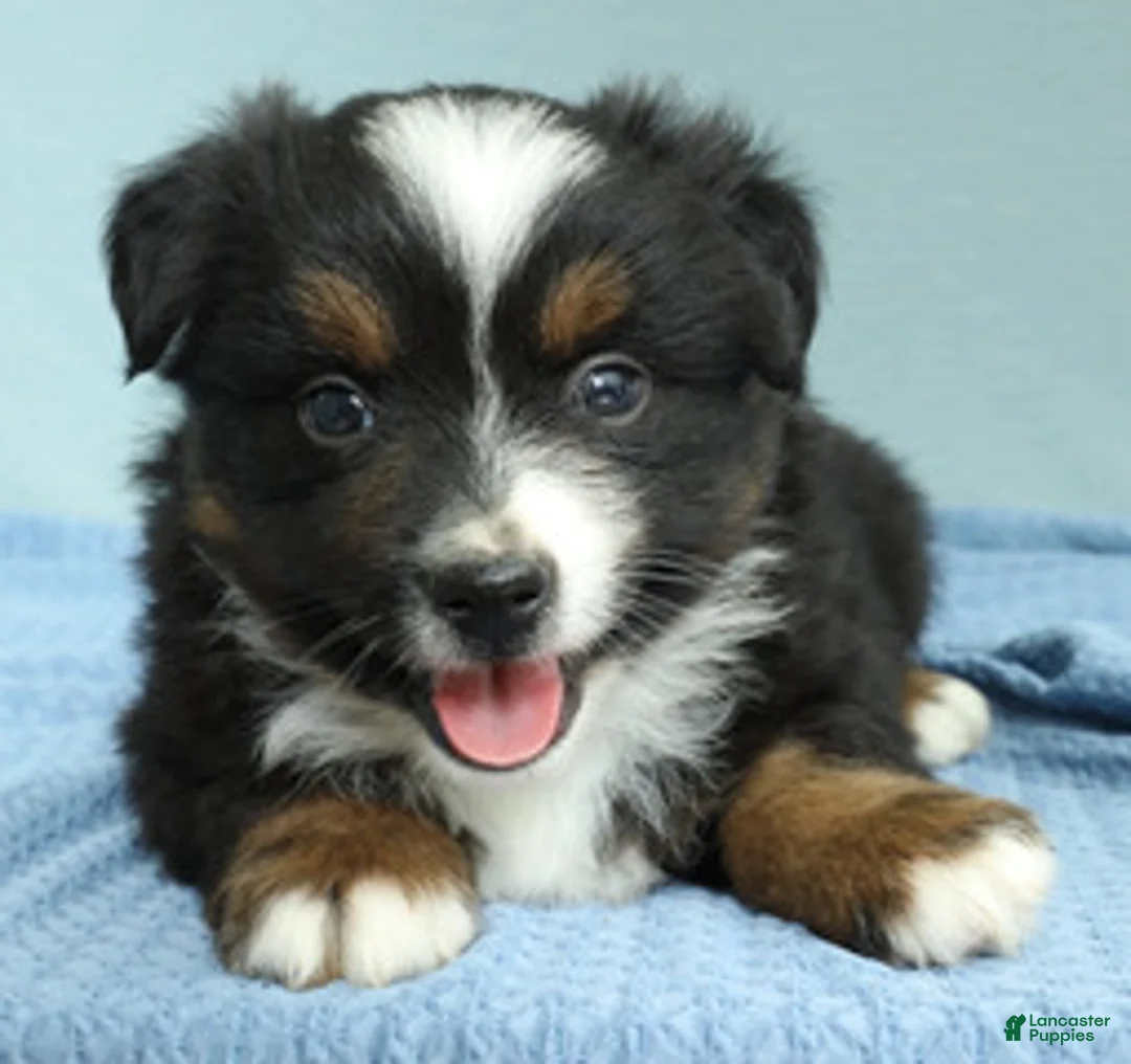 Miniature Australian Shepherd dogs for sale: Cedar 🌳 - Ad 6
