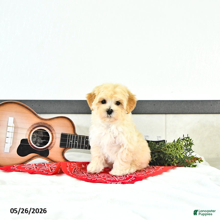 Maltipoo dogs Silas - Ad 2