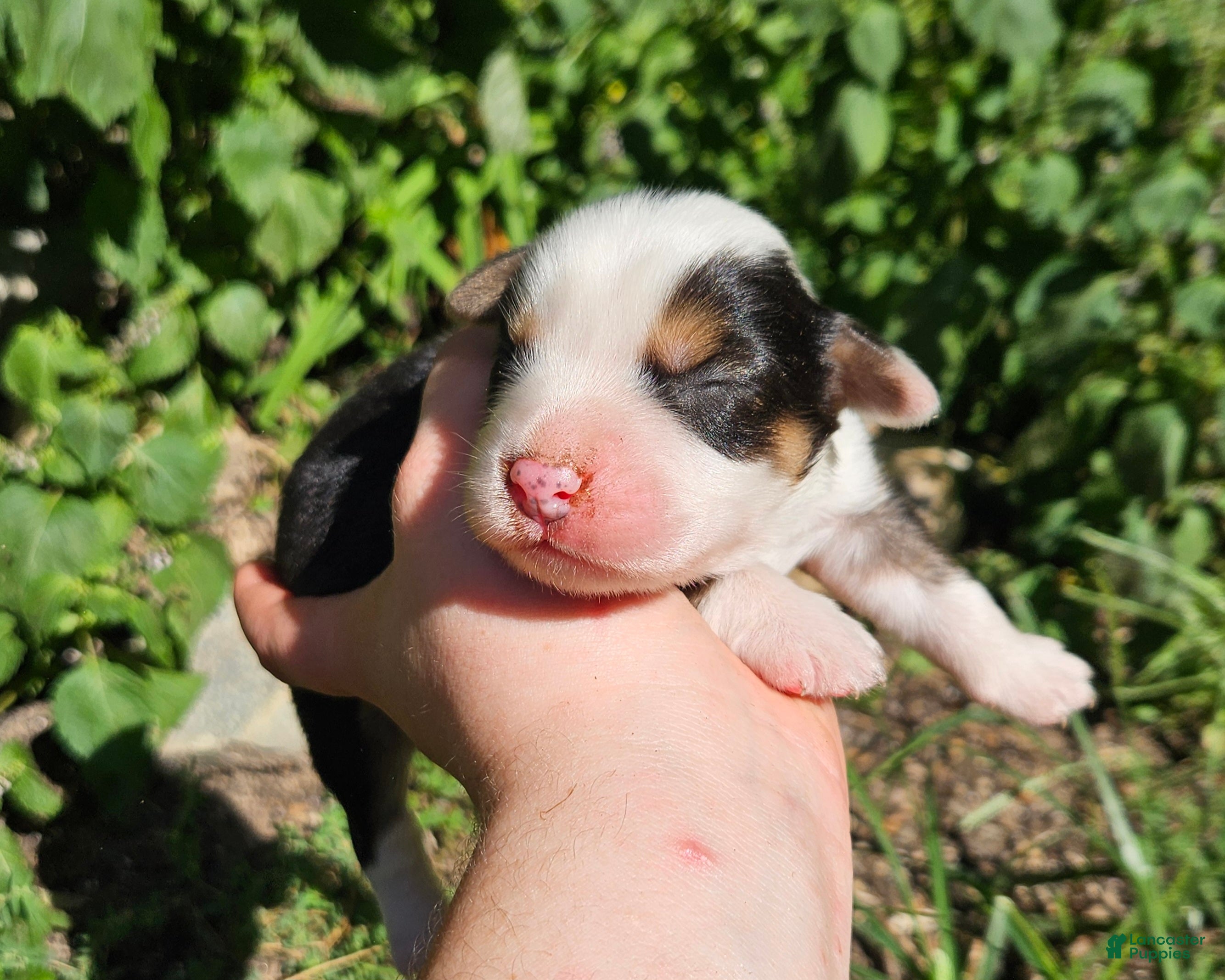 Australian Shepherd dogs Australian Shepherd 7 - Ad 12