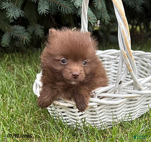 Pomeranian dogs Maple - Ad 1