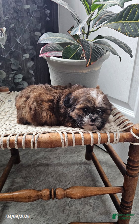 Shih Tzu dogs Rusty - Ad 2