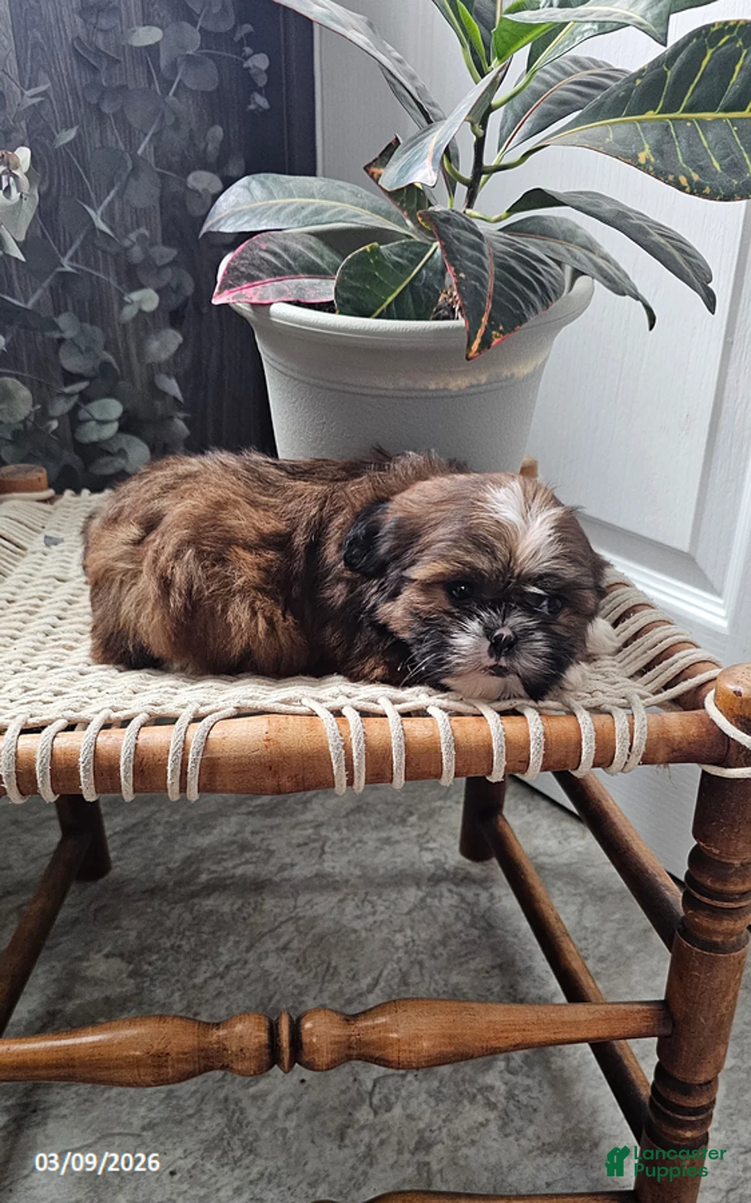 Shih Tzu dogs for sale: Rusty - Ad 2