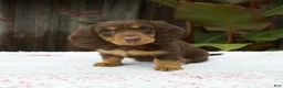 Miniature Dachshund dogs for sale: Ava - Ad 5