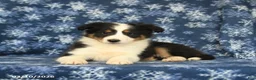 Shetland Sheepdog dogs for sale: Peanut  - Ad 3
