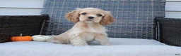 Cocker Spaniel dogs for sale: Flame - Ad 4