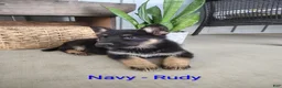 German Shepherd dogs for sale: Rudy - Ad 1