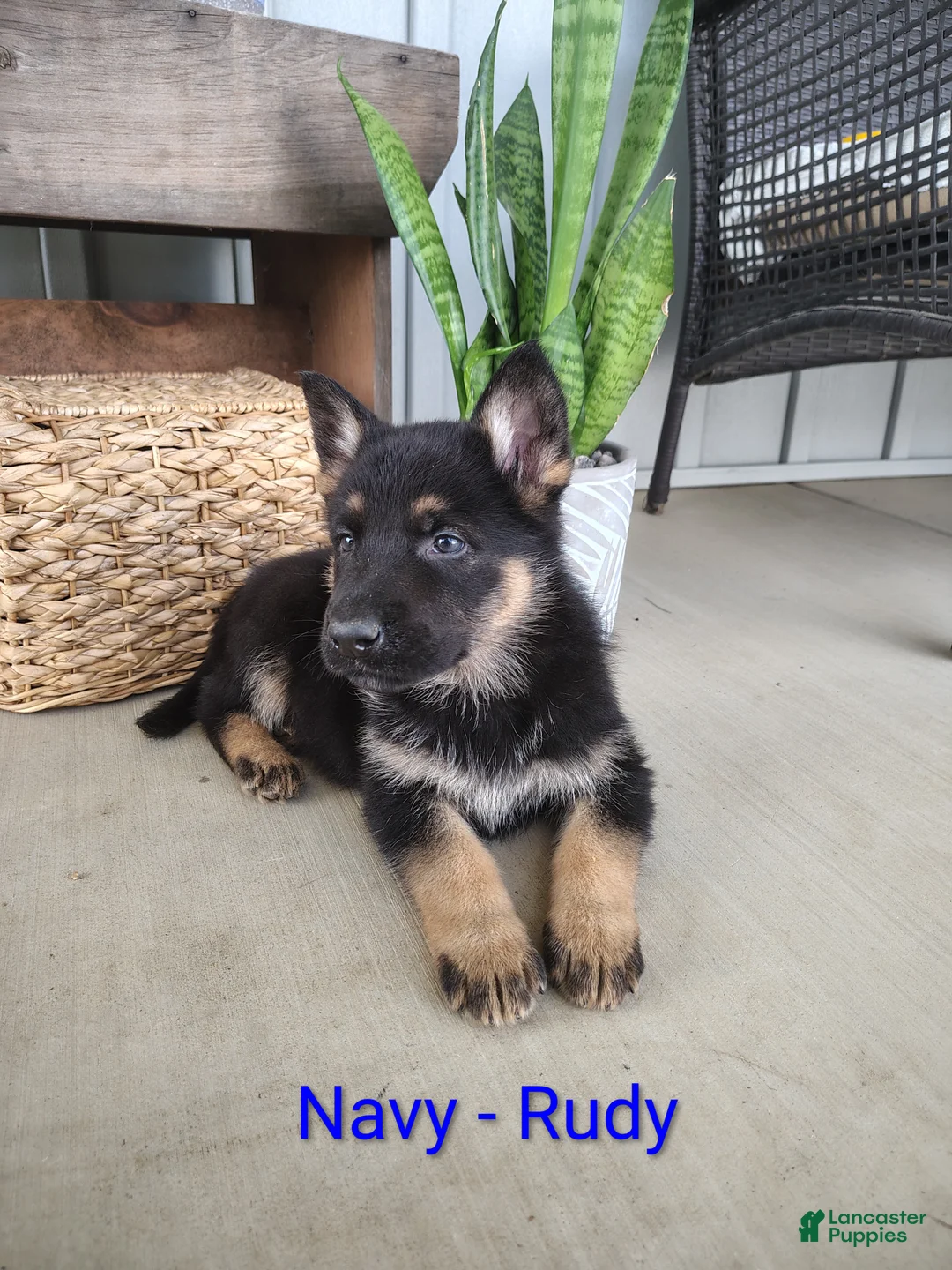 German Shepherd dogs for sale: Rudy - Ad 1