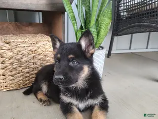 German Shepherd dogs for sale: Rudy - Ad 2