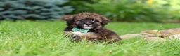 Havapoo dogs for sale: Frankie - Ad 5