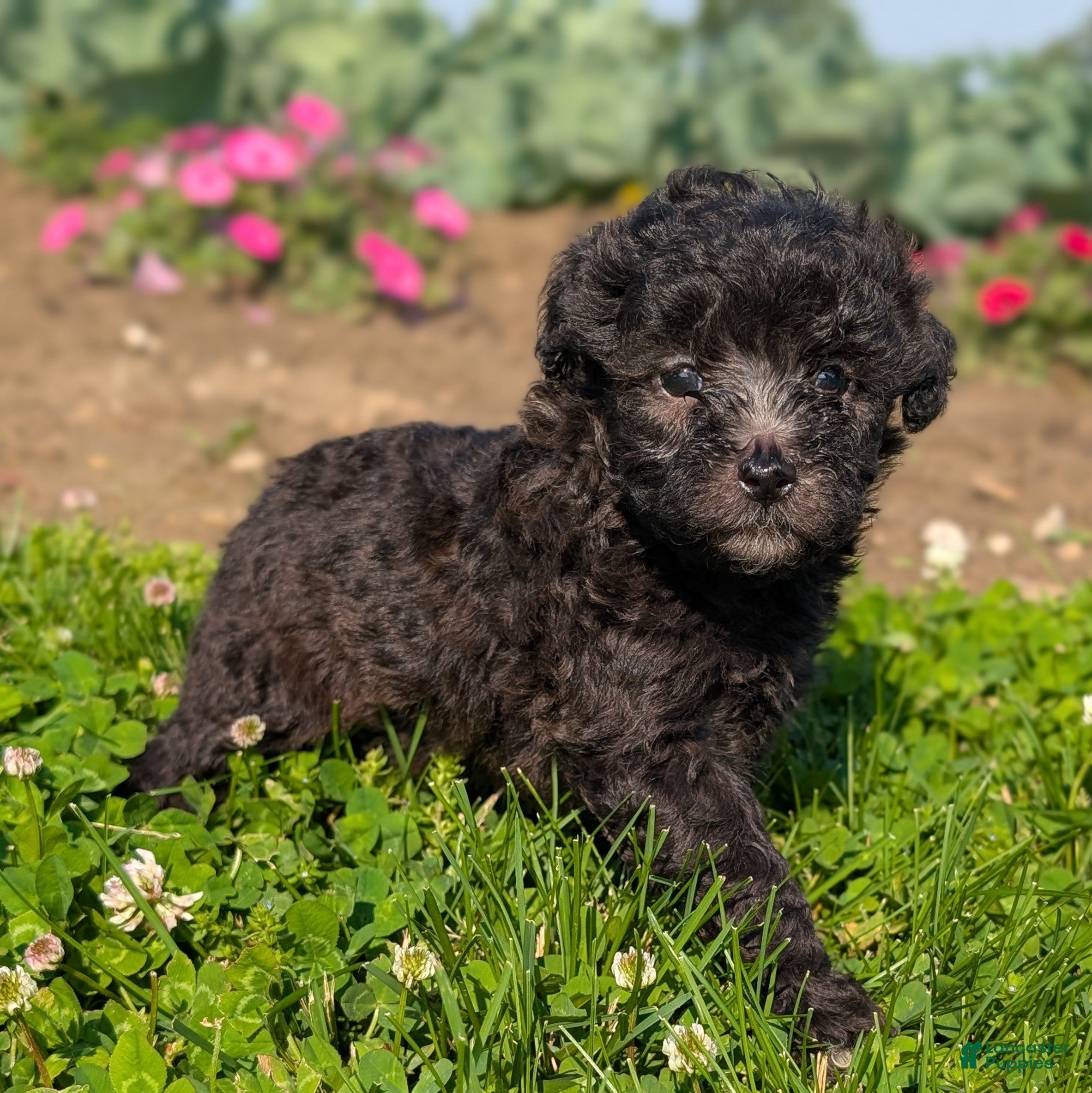Toy Poodle dogs Truffle - Ad 2