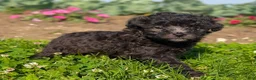 Toy Poodle dogs for sale: Truffle - Ad 2