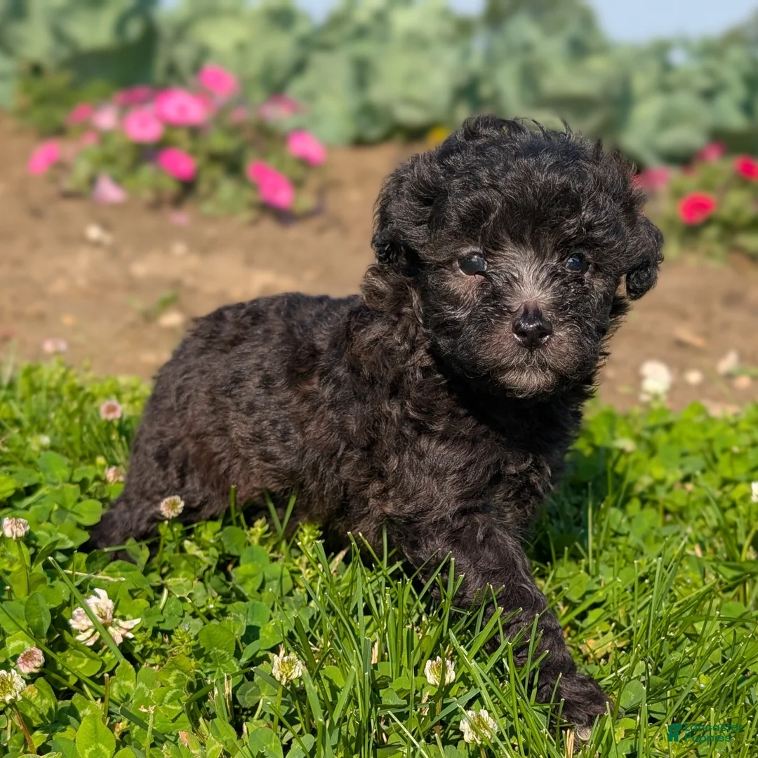 Toy Poodle dogs for sale: Truffle - Ad 2