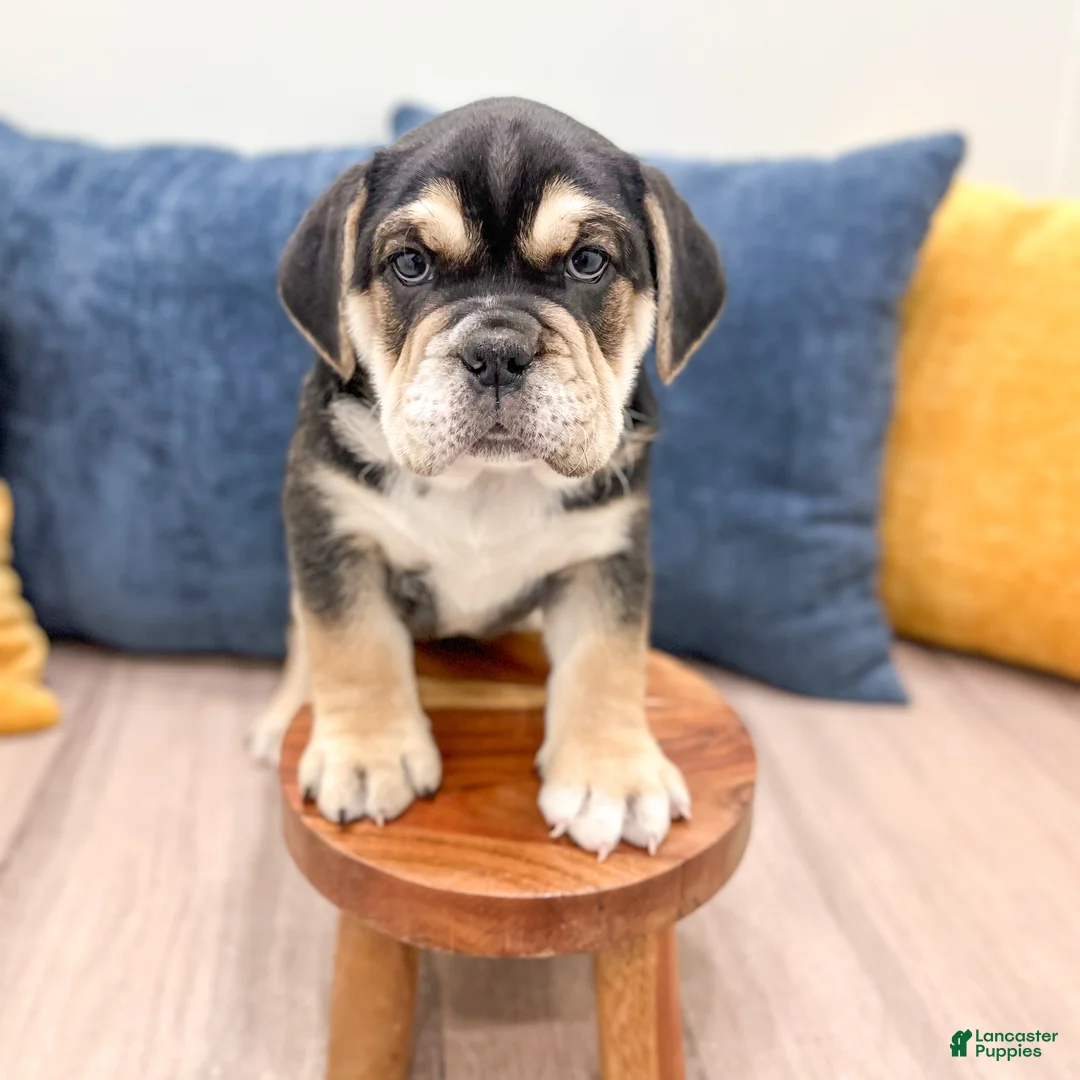 Beabull dogs for sale: Pepper - Ad 2