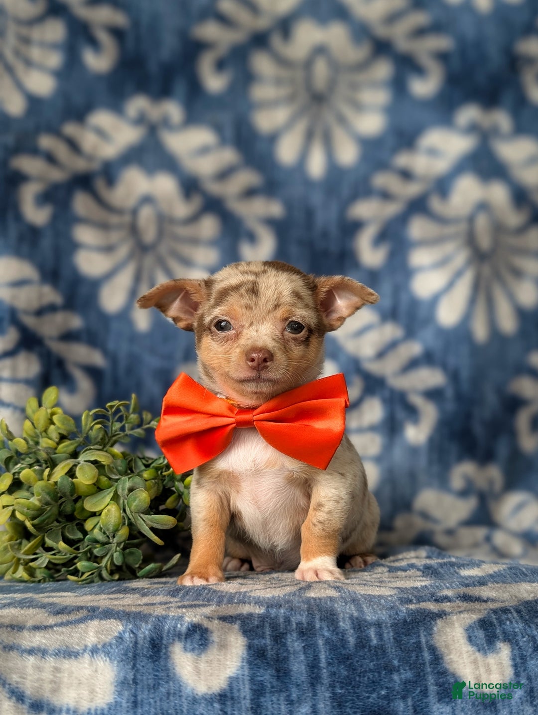 Chihuahua dogs for sale: Roscoe 6 lbs Full Grown - Ad 2