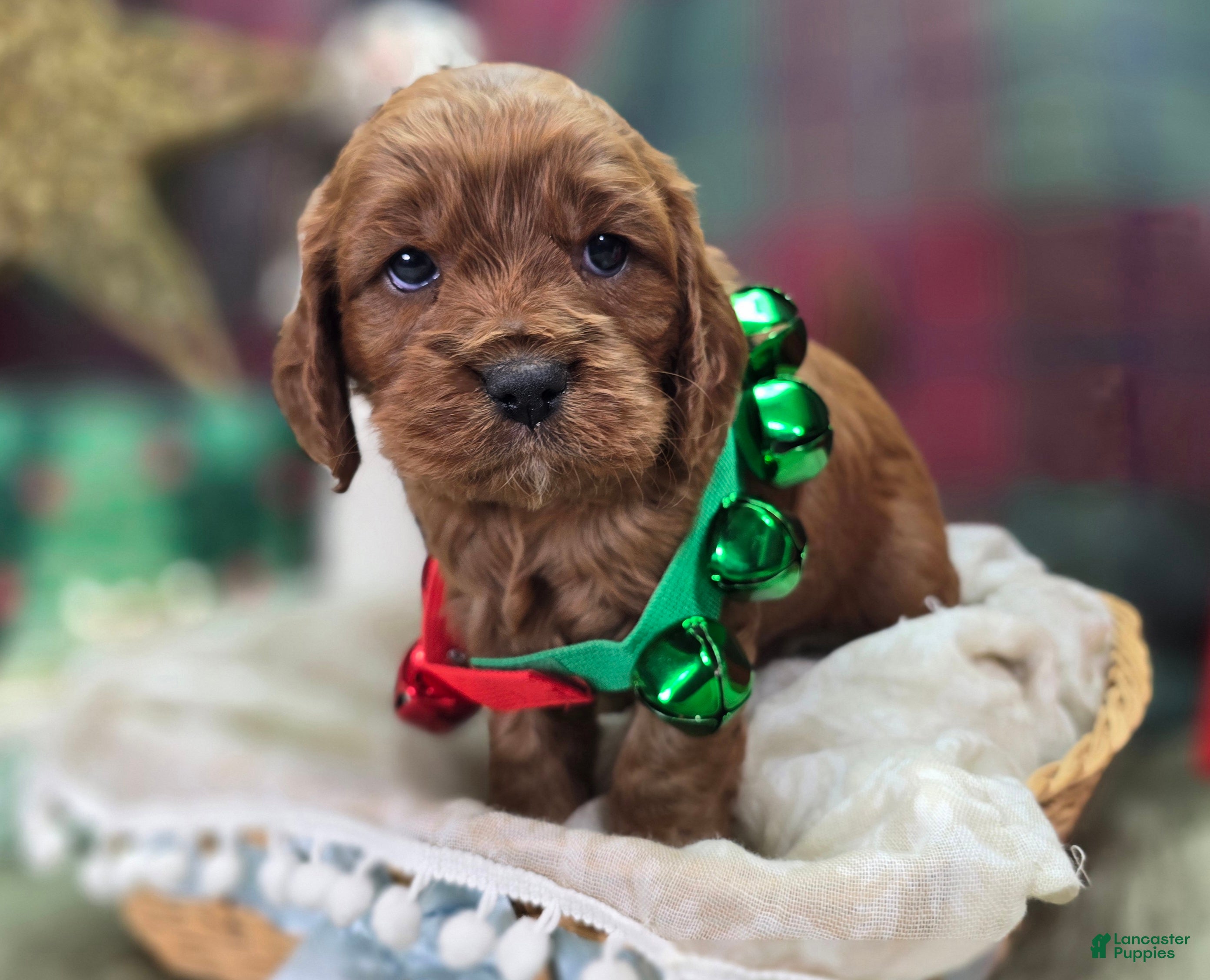 Cavapoo dogs Potato - Ad 9