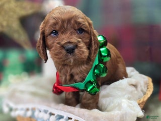 Cavapoo dogs Potato - Ad 9