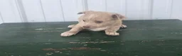 Chihuahua dogs for sale: Chihuahua Puppy 1 milty - Ad 6
