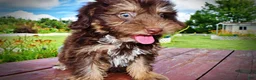 Havapoo dogs for sale: Frisky - Ad 18