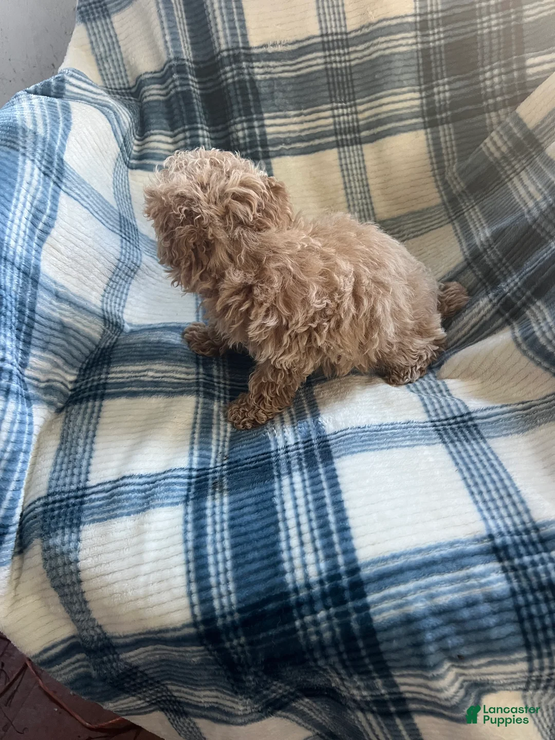 Shihpoo dogs for sale: Peanut (shih-poo) - Ad 11