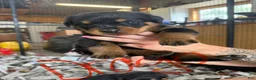 Rottweiler dogs for sale: Rottweiler 3 - Ad 1