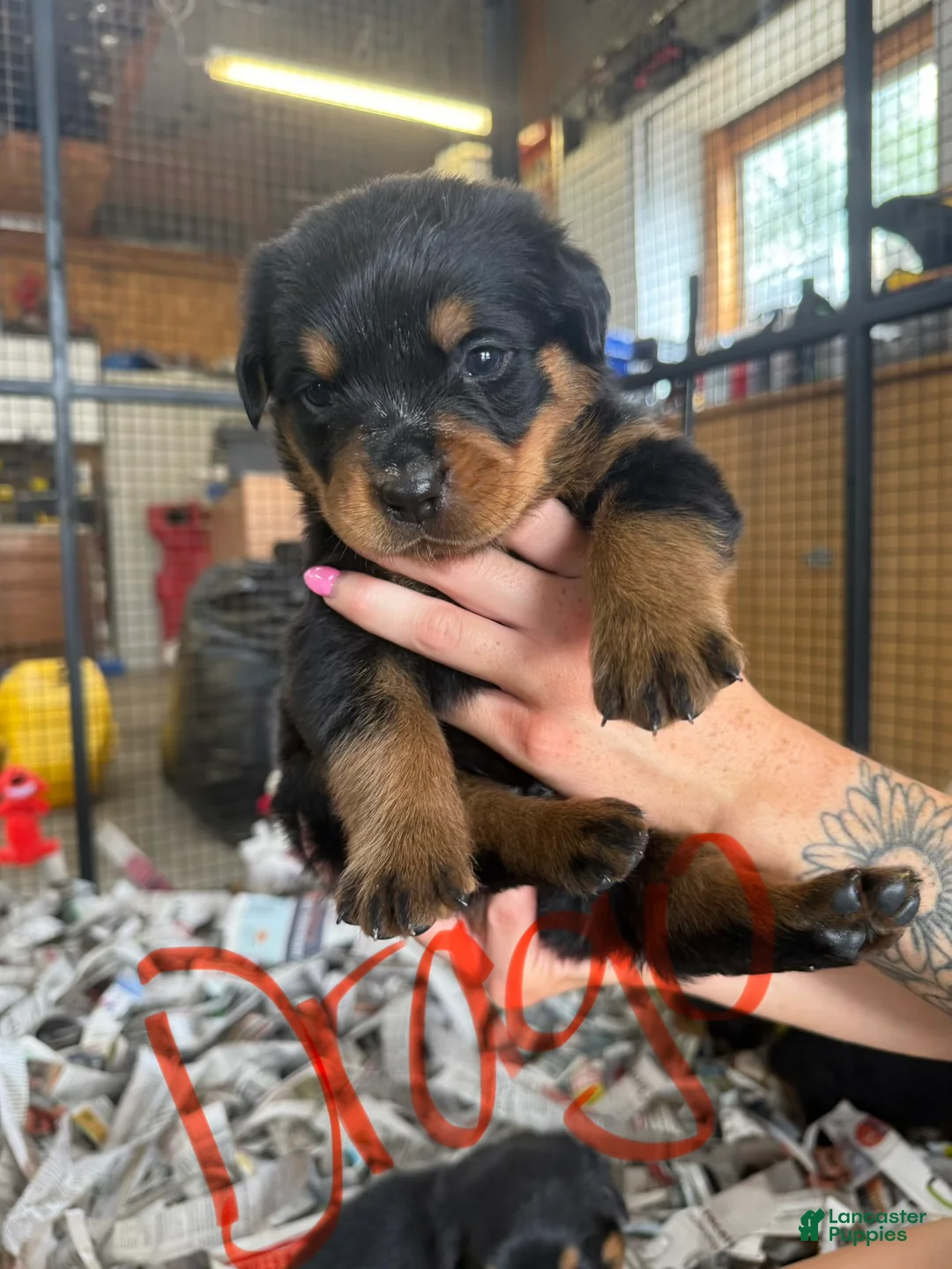 Rottweiler dogs for sale: Rottweiler 3 - Ad 1