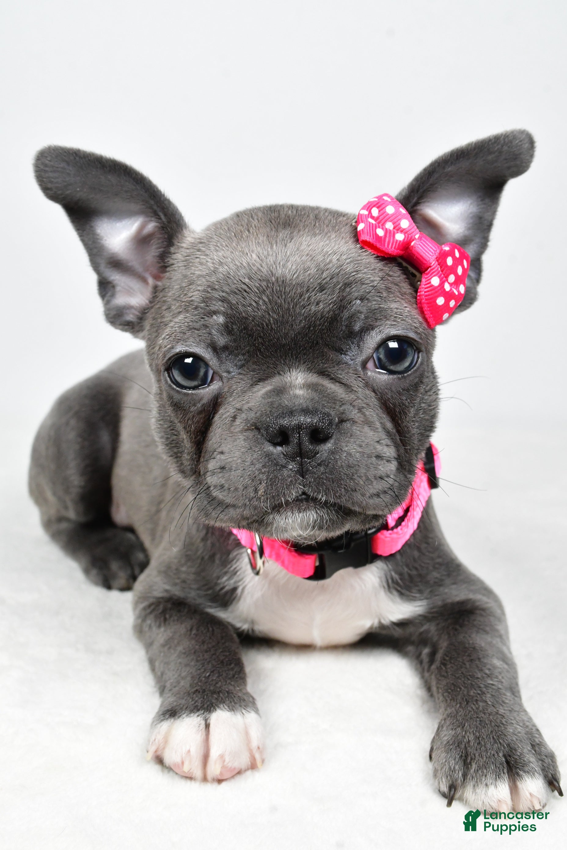 Mixed Breed dogs Lucy - Ad 2