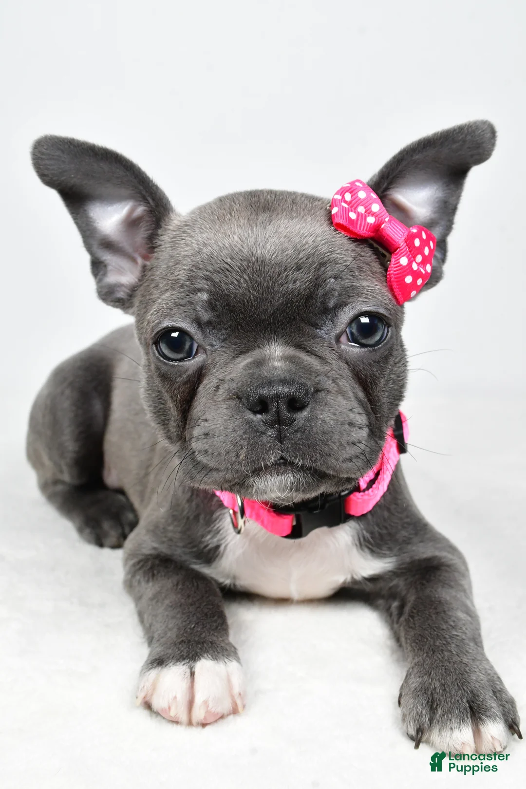 Mixed Breed dogs for sale: Lucy - Ad 2