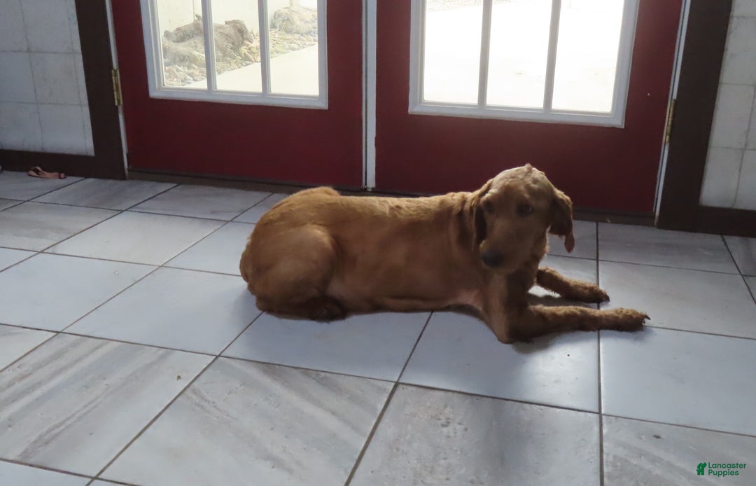 Mini Goldendoodle dogs for sale: Joy - Ad 7