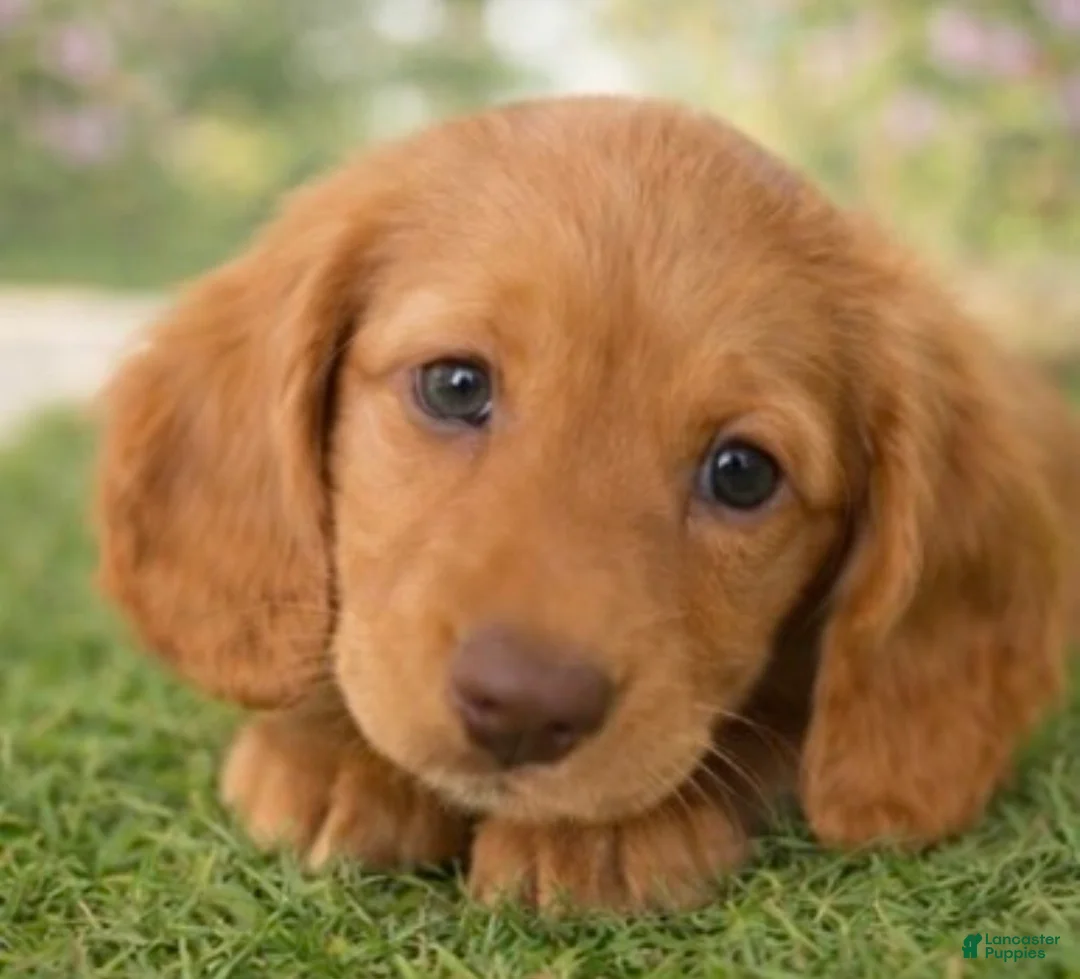 Miniature Dachshund dogs for sale: Vinny G  - Ad 1