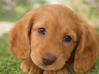 Miniature Dachshund dogs for sale: Vinny G - Ad 2